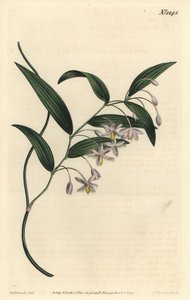 ウォンバットベリー、またはブロードストリーブド・ユーストレファス、Eustrephus latifolius（ユーストレファス・ラティフォリウス）。William Curtis