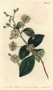 ウッドペレ - ツインベリー、Myrcianthes fragrans（甘い香りのするユーゲニア、Eugenia fragrans）。William Curtis