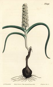 Wurmbea monopetala (Many-flowered melanthium, Melanthium monopetalum).William Curtis