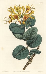 イエローフラワー・ウッドバイン（Lonicera flava）。William Curtis