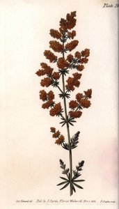 黄色いウズラ、黄色いミルクウズラ。シデナム・エドワーズ（1768-1819）がランベス植物園（イギリス）の植物学会議のために描いたカラー銅版画。 作： Sydenham Teast Edwards