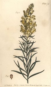 黄色いガマの亜麻やキンギョソウ、Antirrhinum majus、Angiospermia。William Curtis
