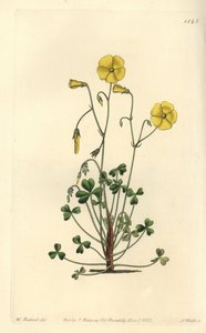 黄色いハナミズキ、Oxalis micrantha（Cumming