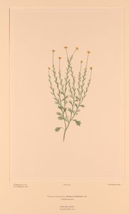 バンクス・フロリレギウム Plate 159 Calotis lappulacea
