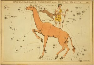 Camelopardalis、Tarandus、Custos Messius、「ウラニアの鏡」のイラスト 作： Sydney Hall