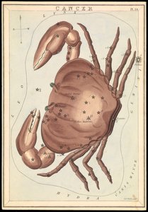 癌、1825年頃（カード、紙、ティッシュ） 作： Sydney Hall