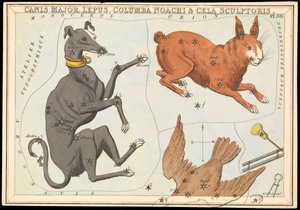 大犬座。レプス、コロンバ・ノアチ＆セラ・スカルプトリス、1825年頃（カード、紙、ティッシュ） 作： Sydney Hall