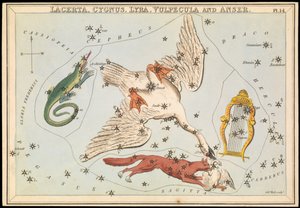 ラセルタ、はくちょう座、こと座、うお座、アンサー、1825年頃（カード、紙、ティッシュ） 作： Sydney Hall