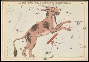 オオヤマネコとTelescopium Hereschilii, 1825年頃 (カード、紙、ティッシュ ) 作： Sydney Hall