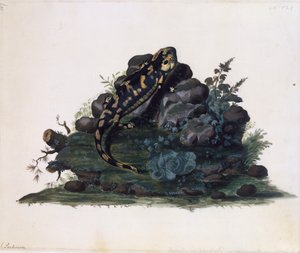 サラマンダー、水彩画、シドニー・パーキンソン（約1745～1771年）、イギリス 作： Sydney Parkinson