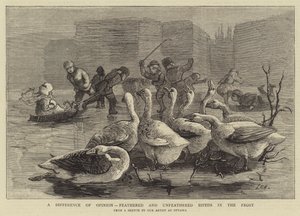 フロストにおける二足歩行の羽毛の有無による意見の違い 作： Sydney Prior Hall