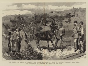 スウェーデンのプリンスオブウェールズ、王の騎士団によって山からストーリエンに運ばれたトナカイの群れを調べる王子