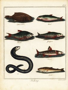 釣り: ヒラメ、チャブ、ゴキブリ、ガジョン、イワナ、ウナギ、ドジョウ。 1792年（彫刻） 作： T. Prattent