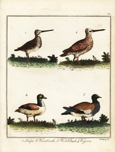 猟鳥：シギ、ヤマシギ、カモ、ヒドリガモ。 1792年（彫刻） 作： T. Prattent
