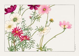 コスモスの花「西洋束風」より 作： Tanigami Konan