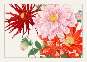 ダリアの花「西洋束風」より 作： Tanigami Konan