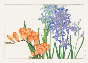 フリージアの花（「西洋束風」より 作： Tanigami Konan