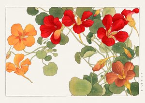 ナスタチウムの花（『西洋草花図譜』より 作： Tanigami Konan