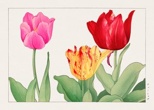 チューリップ（『西洋草花図譜』より 作： Tanigami Konan