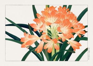 ヴィンテージ・クリビミナータの花（「西洋草花図譜」より 作： Tanigami Konan