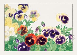 パンジーのヴィンテージ・フラワー（「西洋草花図譜」より 作： Tanigami Konan