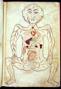 人体における有機メンバーと胚 15世紀半ば 作： Tashri Al Badan