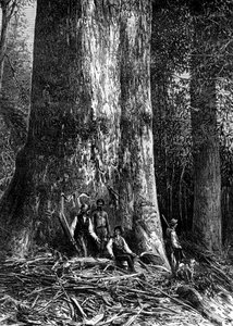 ジャイアントユーカリ、オーストラリア、1886 作： Taylor