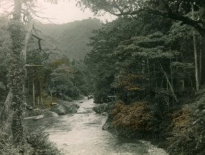 1900～1915年頃、山中地方の秋の森（写真）
