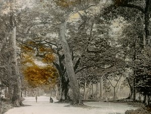 京都・下鴨神社の樹齢100年の木々（1900年～1915年頃）（写真
