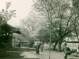 本州・大津町の桜、1900年頃～1915年（写真）