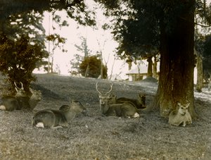 1900～1915年頃、奈良・笠賀大社公園の雌鹿（写真）