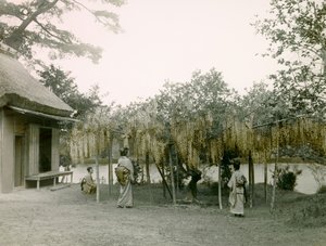 1900～1915年頃、京都の長岡京に咲いたグリシン（写真）