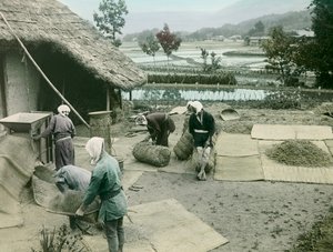 田んぼの畔で稲を刈る農民たち（1900年～1915年頃、日本）（写真
