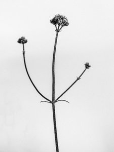 花の中で 2021 年 11 月 (b/w 写真)