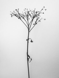 花の中で 2021 年 13 月 13 日 (b/w 写真)