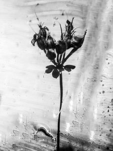 花の中で 2021 年 14 月 14 日 (b/w 写真) 作： Teis Albers