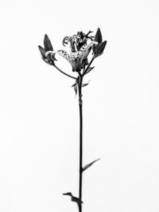 花の中で 2021 年 19 月 19 日 (b/w 写真) 作： Teis Albers