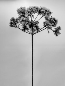花の中で 2021 年 1 月 (b/w 写真)