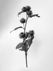 花の中で 2021 年 23 日 (b/w 写真) 作： Teis Albers