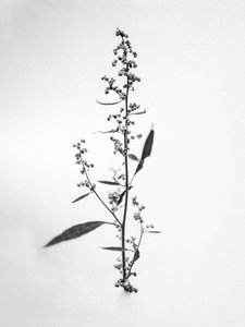 花の中で 2021 年 24 日 (b/w 写真)