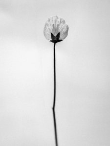 花の中で 2021 年 26 日 (b/w 写真)