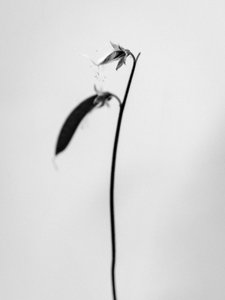 花の中で 2021 年 27 日 (b/w 写真)