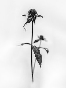 花の中で 2021 年 28 日 (b/w 写真)