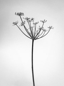 花の中で 2021 年 29 日 (b/w 写真) 作： Teis Albers