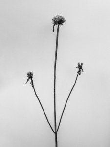 花の中で2、2021年（白黒写真）