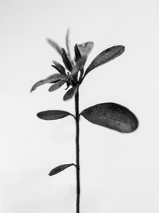 花の中で 2021 年 30 日 (b/w 写真)