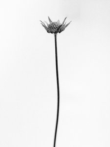 花の中で 2021 年 33 日 (b/w 写真)