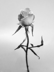 花の中で 40, 2021 (白黒写真) 作： Teis Albers