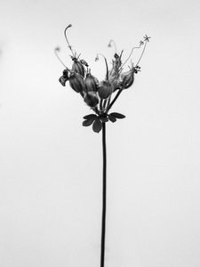 花の中で 42、2021（白黒写真） 作： Teis Albers