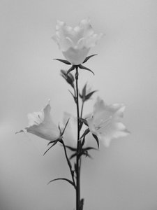 花の中で 43、2021（白黒写真）